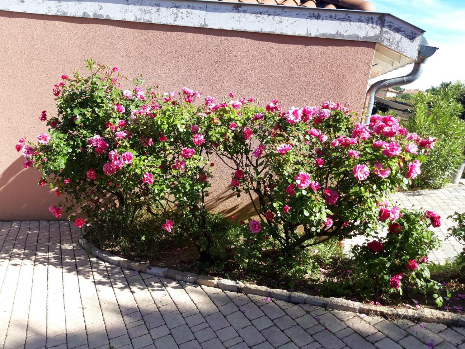 Appartamento Comme Dans Un Ecrin - T2 De 50 M² Avec Jardin, Terrasse Et Piscine Vernaison Esterno foto